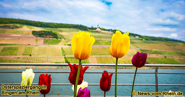 Osterspaziergang am Rheinufer in Bingen am Rhein mit Blick auf die Germania in Rdesheim am Rhein